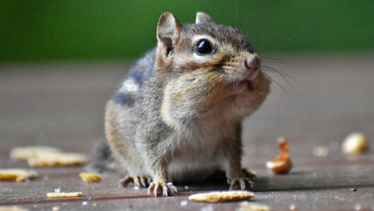 A chipmunk eating